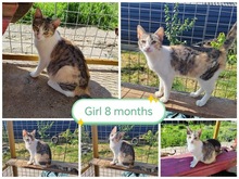 CONNY, Katze, Hauskatze in Rumänien - Bild 2