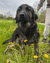 MONTY, Hund, Mischlingshund in Kroatien - Bild 1