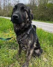 MONTY, Hund, Mischlingshund in Kroatien - Bild 2