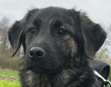 MONTY, Hund, Mischlingshund in Kroatien - Bild 3