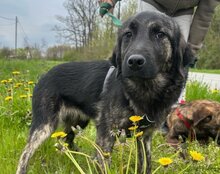 MONTY, Hund, Mischlingshund in Kroatien - Bild 4