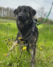 MONTY, Hund, Mischlingshund in Kroatien - Bild 5