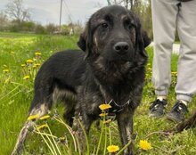 MONTY, Hund, Mischlingshund in Kroatien - Bild 6