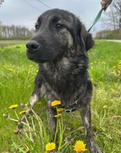 MONTY, Hund, Mischlingshund in Kroatien - Bild 7