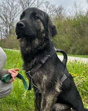 MONTY, Hund, Mischlingshund in Kroatien - Bild 8