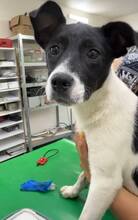 DOTTI, Hund, Mischlingshund in Rumänien - Bild 1