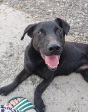 ARON, Hund, Mischlingshund in Kroatien - Bild 1