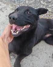 ARON, Hund, Mischlingshund in Kroatien - Bild 3