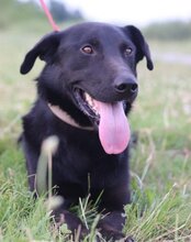ARON, Hund, Mischlingshund in Kroatien - Bild 4