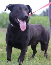 ARON, Hund, Mischlingshund in Kroatien - Bild 5
