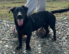 ARON, Hund, Mischlingshund in Kroatien - Bild 6