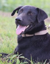 ARON, Hund, Mischlingshund in Kroatien - Bild 8