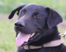 ARON, Hund, Mischlingshund in Kroatien - Bild 9