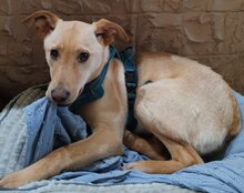 LENI, Hund, Mischlingshund in Kroatien - Bild 1