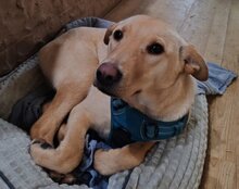 LENI, Hund, Mischlingshund in Kroatien - Bild 2