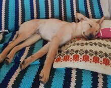 LENI, Hund, Mischlingshund in Kroatien - Bild 3