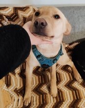 LENI, Hund, Mischlingshund in Kroatien - Bild 4