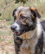ANGELO, Hund, Mischlingshund in Portugal - Bild 1