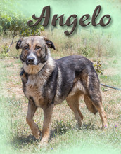 ANGELO, Hund, Mischlingshund in Portugal - Bild 2