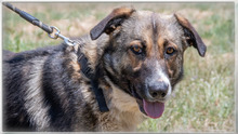 ANGELO, Hund, Mischlingshund in Portugal - Bild 3