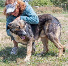 ANGELO, Hund, Mischlingshund in Portugal - Bild 4