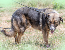 ANGELO, Hund, Mischlingshund in Portugal - Bild 5