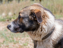 ANGELO, Hund, Mischlingshund in Portugal - Bild 6