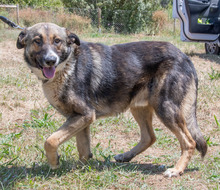 ANGELO, Hund, Mischlingshund in Portugal - Bild 8