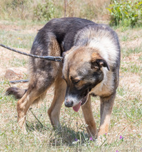ANGELO, Hund, Mischlingshund in Portugal - Bild 9