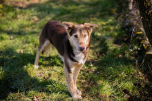 SCOTTI, Hund, Mischlingshund in Kroatien - Bild 1