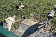 SCOTTI, Hund, Mischlingshund in Kroatien - Bild 2