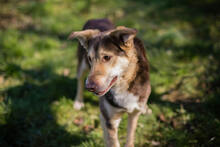 SCOTTI, Hund, Mischlingshund in Kroatien - Bild 3