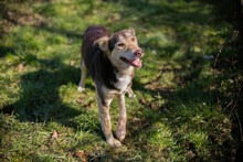 SCOTTI, Hund, Mischlingshund in Kroatien - Bild 4