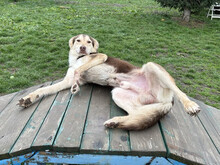 SCOTTI, Hund, Mischlingshund in Kroatien - Bild 5