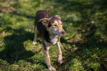 SCOTTI, Hund, Mischlingshund in Kroatien - Bild 6