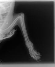 SCOTTI, Hund, Mischlingshund in Kroatien - Bild 7