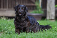 BELA, Hund, Mischlingshund in Kroatien - Bild 1