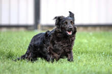 BELA, Hund, Mischlingshund in Kroatien - Bild 2