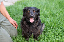 BELA, Hund, Mischlingshund in Kroatien - Bild 3