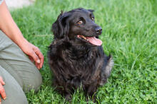 BELA, Hund, Mischlingshund in Kroatien - Bild 4