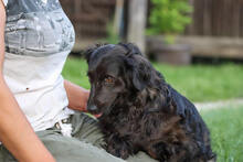 BELA, Hund, Mischlingshund in Kroatien - Bild 5