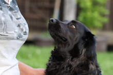 BELA, Hund, Mischlingshund in Kroatien - Bild 6