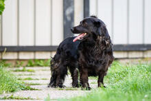 BELA, Hund, Mischlingshund in Kroatien - Bild 7