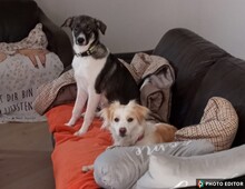 JETTE, Hund, Mischlingshund in Glücksburg - Bild 2