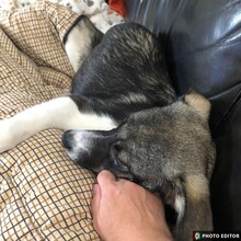 JETTE, Hund, Mischlingshund in Glücksburg - Bild 3