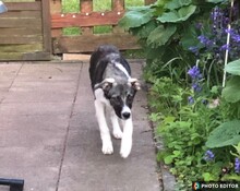 JETTE, Hund, Mischlingshund in Glücksburg - Bild 4