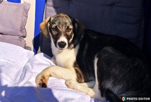 JETTE, Hund, Mischlingshund in Glücksburg - Bild 5