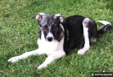 JETTE, Hund, Mischlingshund in Glücksburg - Bild 6