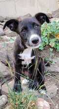 SAMI, Hund, Mischling in Spanien - Bild 1
