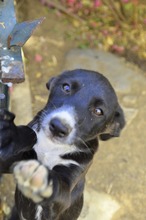 SAMI, Hund, Mischling in Spanien - Bild 2